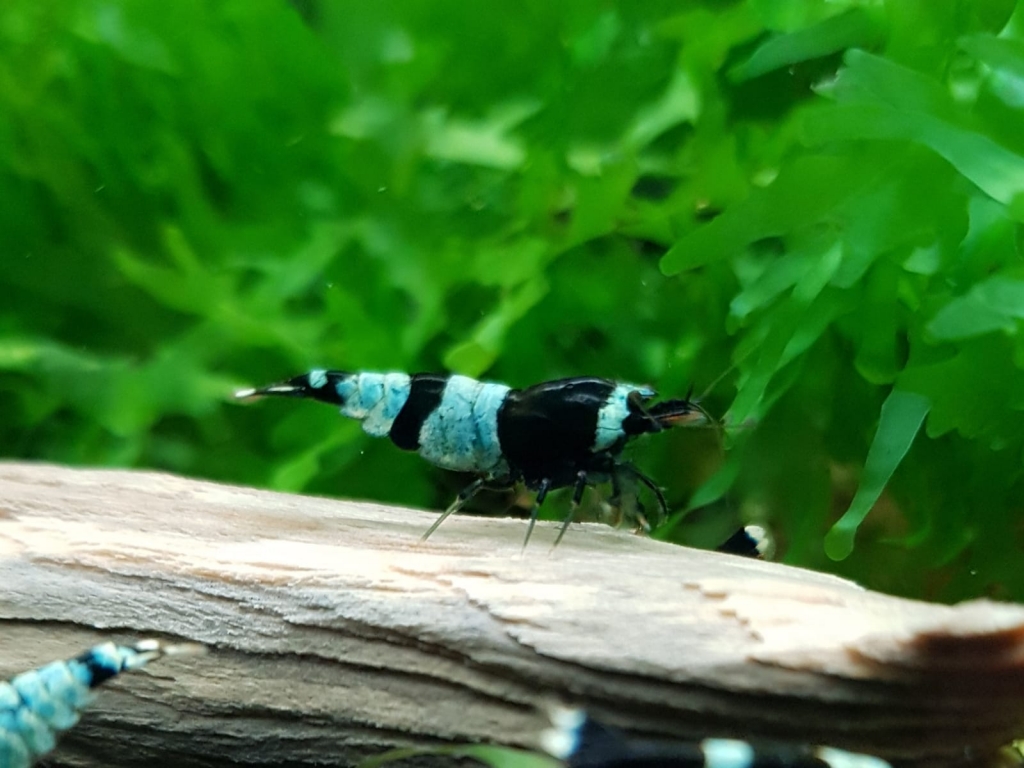 Taiwan Panda Blue